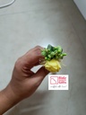 Haldi Dabber